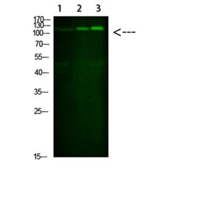 SREBP-1兔多抗,SREBP-1 Rabbit Polyclonal Antibody