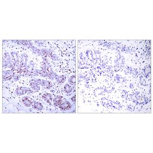 Stat4兔多抗,Stat4 Rabbit Polyclonal Antibody