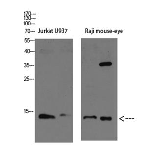 Tcl1兔多抗,Tcl1 Rabbit Polyclonal Antibody
