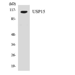 USP15兔多抗,USP15 Rabbit Polyclonal Antibody