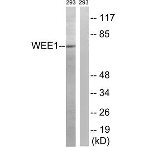 Wee 1兔多抗,Wee 1 Rabbit Polyclonal Antibody