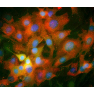 大鼠滋养层干细胞,Rat trophoblast stem cells