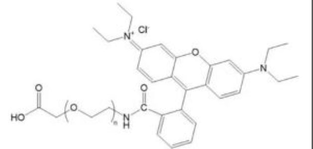 RB-聚乙二醇-牛血清白蛋白,RB-PEG-BSA