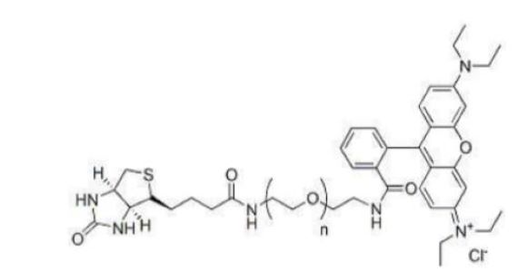 RB-聚乙二醇-刀豆球蛋白A,RB-PEG-ConA