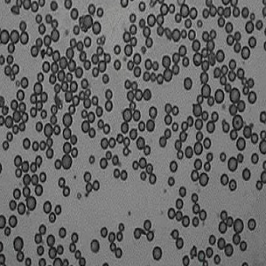 氨基羧基双修饰聚苯乙烯微球,Amino-Carboxyl Dual-Modified Ps Microspheres