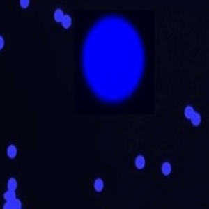 羟基化荧光修饰聚苯乙烯微球