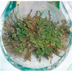 甘油葡糖苷,GLYCERYL GLUCOSIDE