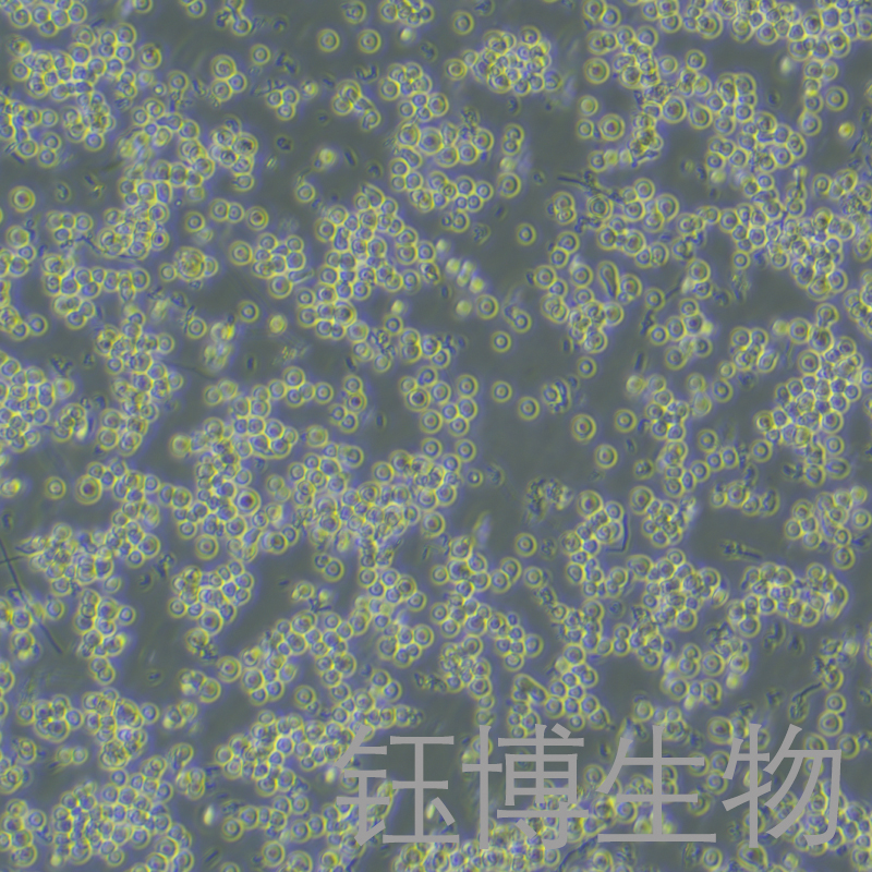 8E5（人外周血淋巴细胞）YB-75669HC,8E5