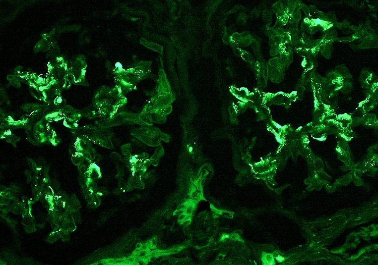 犬皮脂腺细胞,Canine sebaceous gland cells