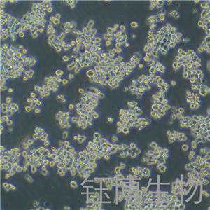 KMS11（人骨髓瘤细胞）YB-72137HC