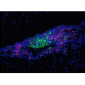 人骨髓树突状细胞DC细胞,Human bone marrow dendritic cells DC cells