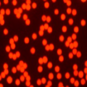 羧基修饰的红色30nm