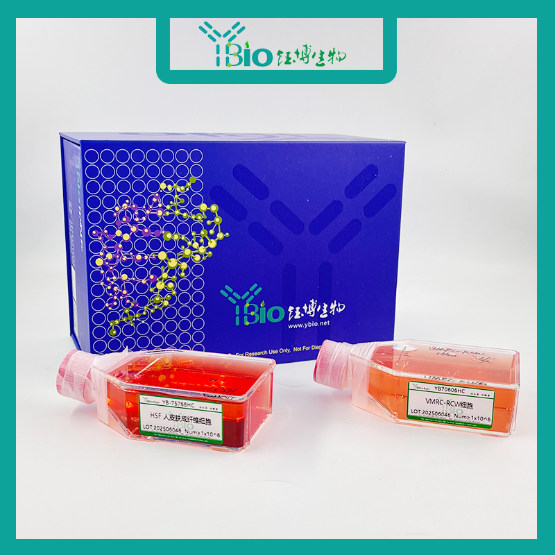 BxPC-3-GFP（人原位胰腺腺癌细胞（GFP标记））YB-71042HC-G,BxPC-3-GFP