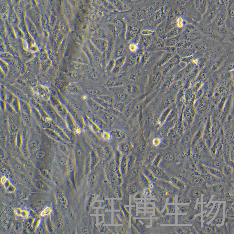 C28/I8（人正常软骨细胞）YB-75687HC,C28/I8