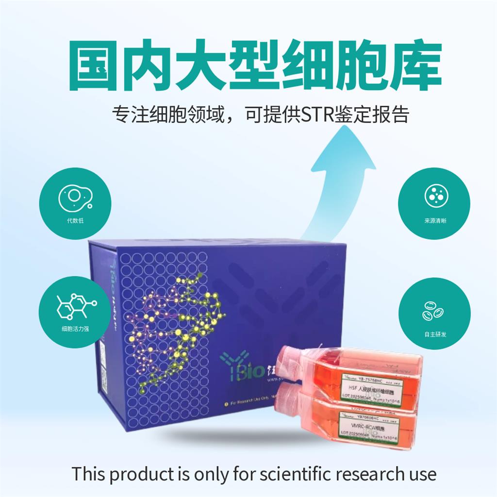C2C12-GFP（小鼠成肌细胞（GFP标记））YB-72044MC-G,C2C12-GFP