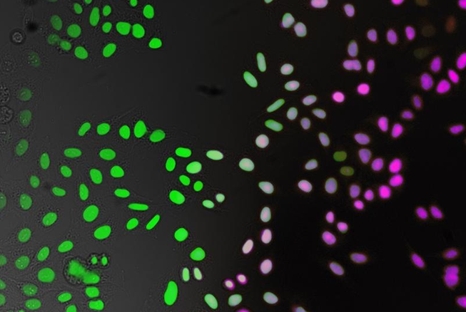 大鼠表皮成纤维细胞,Rat epidermal fibroblasts