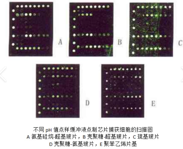 巯基修饰的载玻片,Thiol-Slides glass