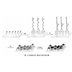 多聚赖氨酸修饰玻片,Polylysine modified glass slide