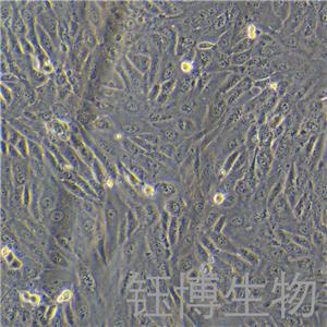 C28/I8（人正常软骨细胞）YB-75687HC