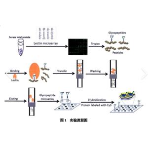 环氧基修饰的ITO玻片75*25*1mm，Epoxy modified ITO glass slide，Indium Tin Oxide Coated Glass，环氧基修饰ITO芯片