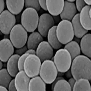 SA修饰荧光微球150nm,SA-coated fluorescent microspheres