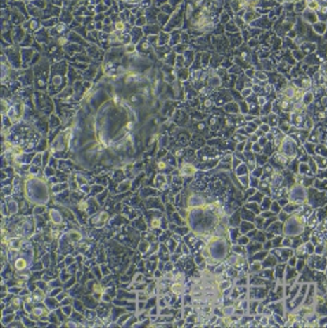 CACO-2-LUC-RFP（人结直肠腺癌细胞-红色荧光蛋白-荧光素酶标记）YB-71050HC-LR,CACO-2-LUC-RFP