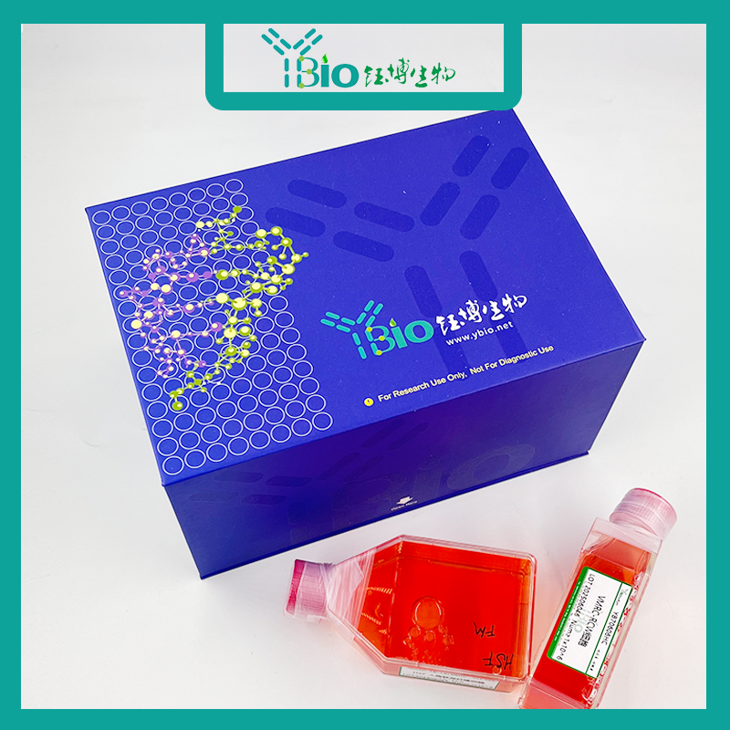 EJ-1-GFP（人膀胱癌细胞（GFP标记））YB-71274HC-G,EJ-1-GFP