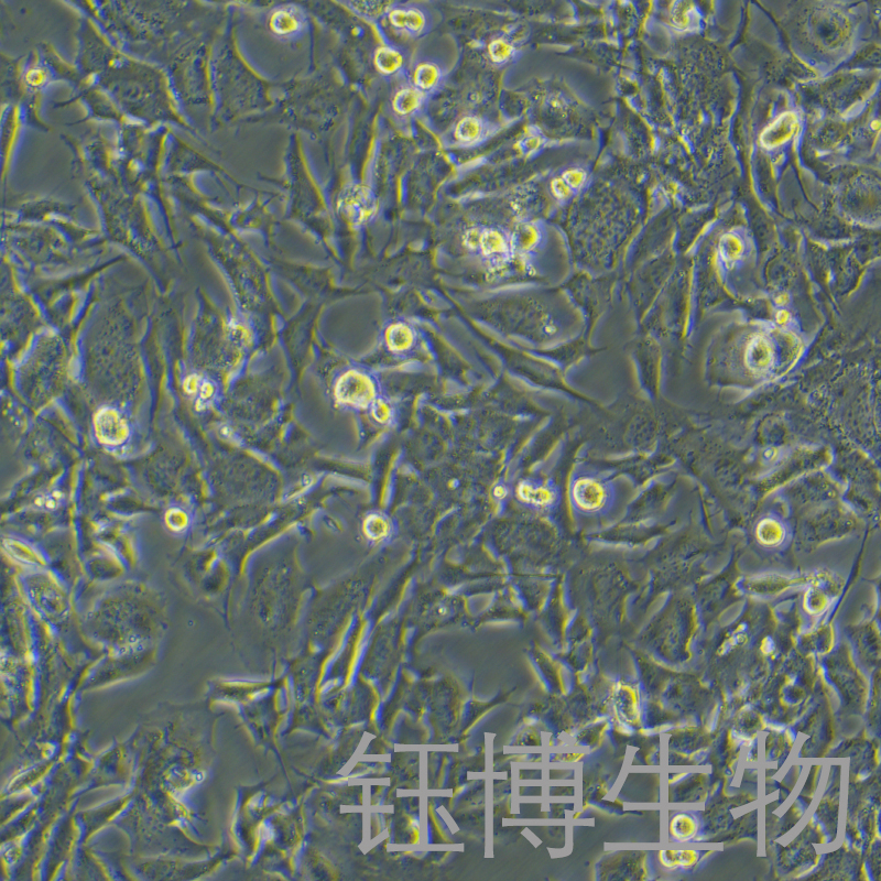 GL261+LUC（小鼠胶质瘤细胞带荧光素酶）YB-7020MC-L,GL261+LUC