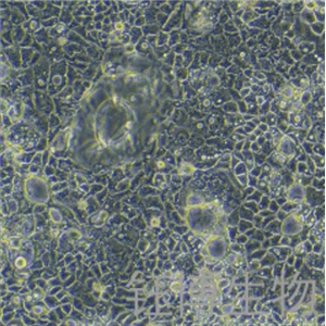 CACO-2-LUC-RFP（人结直肠腺癌细胞-红色荧光蛋白-荧光素酶标记）YB-71050HC-LR