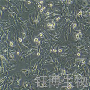 GL261+LUC（小鼠胶质瘤细胞带荧光素酶）YB-7020MC-L,GL261+LUC