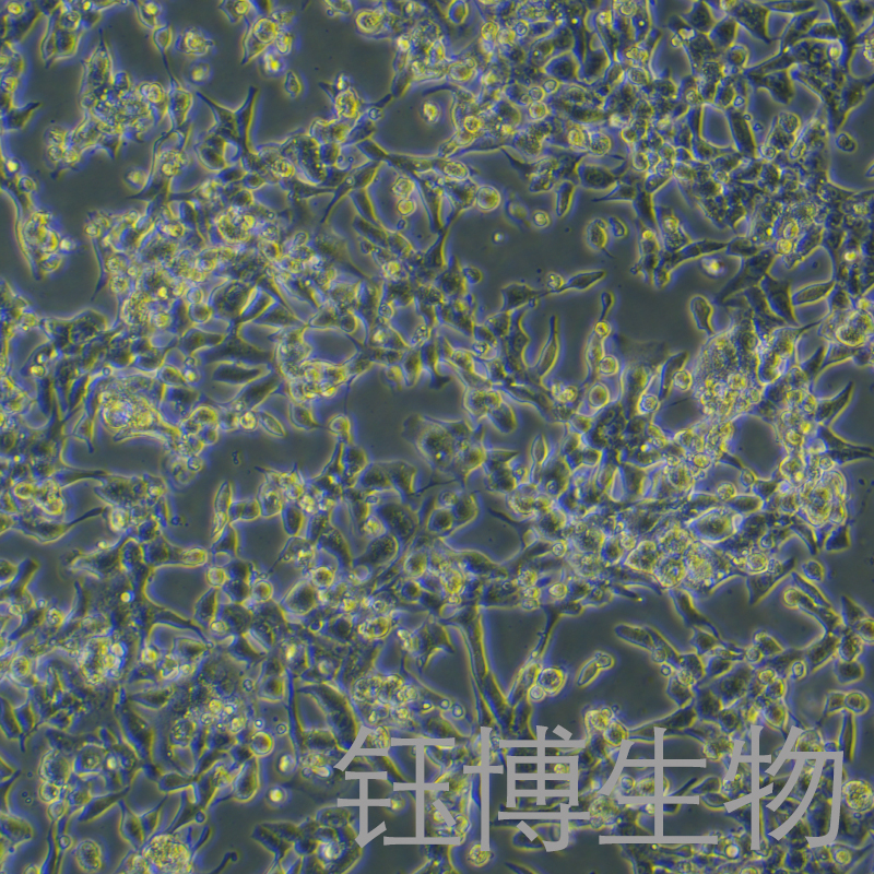 HL-1（小鼠心肌细胞）YB-75751MC,HL-1