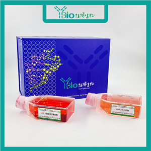 Hep 3B2.1-7-LUC（人肝癌细胞-荧光素酶标记）YB-71102HC-L