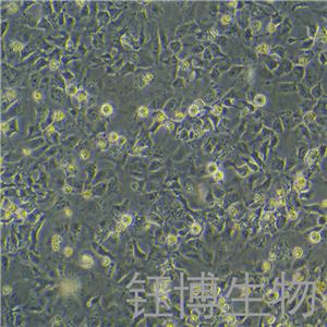 Hep3B（人肝癌细胞）YB-75742HC