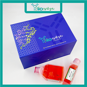 HPAF-II-GFP（人胰腺癌细胞（GFP标记））YB-71611HC-G