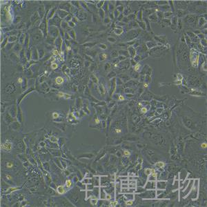 HS 766T（人胰腺癌细胞）YB-75763HC