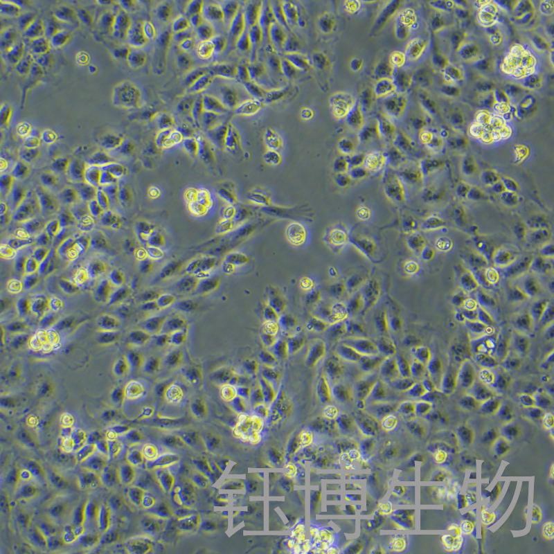 IPEC-J2-LUC-RFP（猪小肠上皮细胞永生化 -红色荧光蛋白-荧光素酶标记）YB-7007OC-LR,RFP