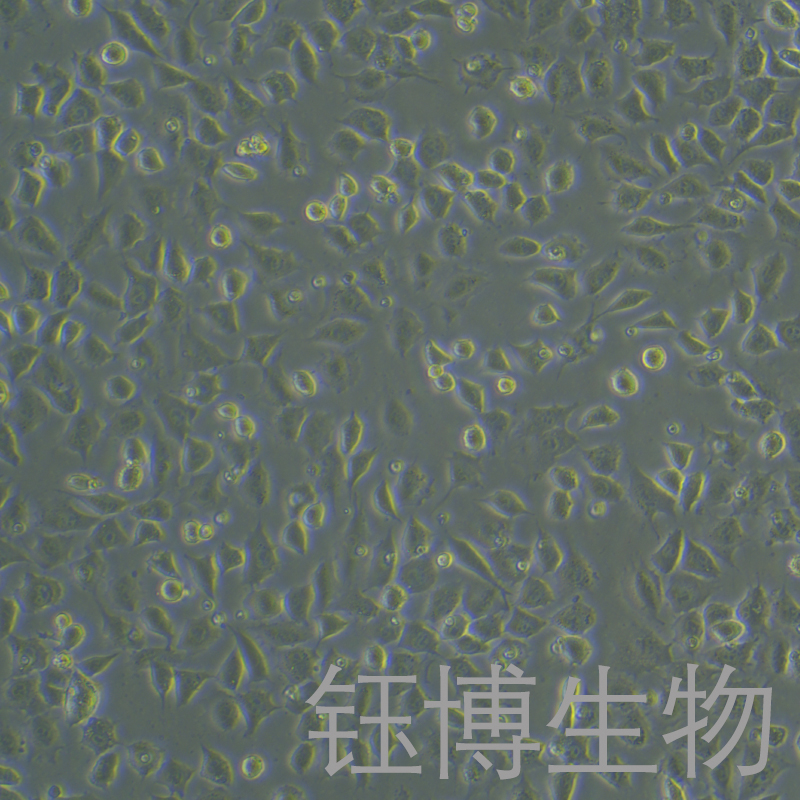 L929-GFP（小鼠成纤维细胞（GFP标记））YB-75791MC-G,L929-GFP