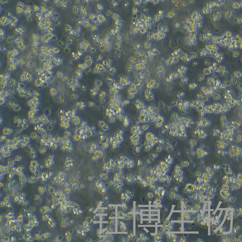 Mo7e（人巨细胞白血病细胞）YB-75819HC,Mo7e