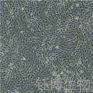 MAC-T（奶牛乳腺上皮细胞）YB-75803OC