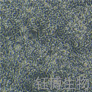 MC38（小鼠结肠癌细胞）YB-72479MC