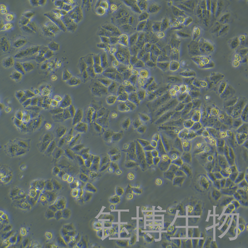 NCI-H460/cis（人大细胞肺癌顺铂耐药株）YB-71299HCR,NCI-H460/cis