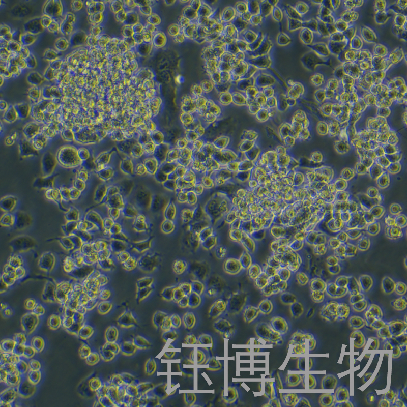 ND7/23（大鼠小鼠神经元融合细胞）YB-75840RC,ND7/23