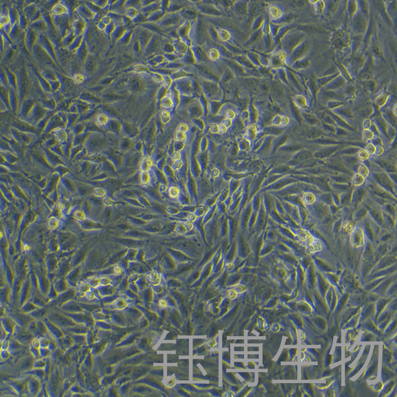 ROS1728（大鼠成骨细胞）YB-75866RC,ROS1728