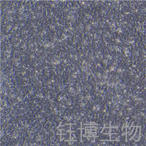 R28（大鼠视网膜前体细胞）YB-75862RC