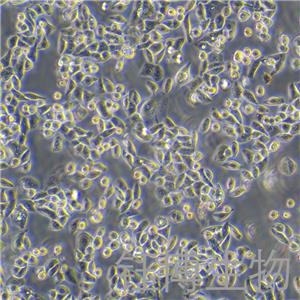 R2C（大鼠睾丸间质细胞）YB-75863RC