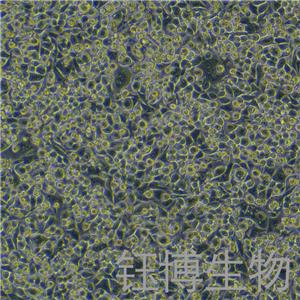 SNU601（人胃癌细胞）YB-75881HC