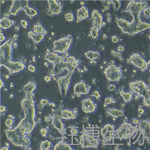 SW1463-LUC/（人直肠腺癌细胞-荧光素酶标记）YB-75890HC-L