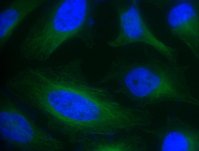 FITC-胱氨酸,FITC-cystine