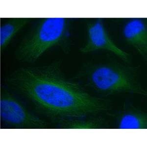 FITC-胱氨酸，FITC-cystine，荧光素异硫氰酸酯标记胱氨酸，FITC-labeled Cystine