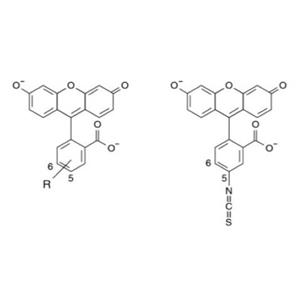 FITC-精氨酸,FITC-L(+)-Arginine,异硫氰酸荧光素标记 L - 精氨酸,FITC-labeled L-Arginine
